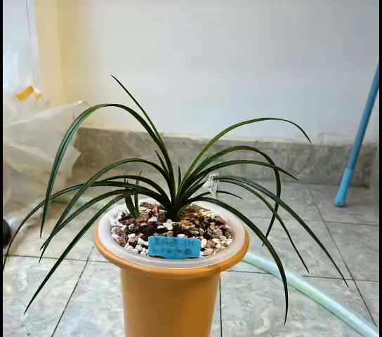 蕙兰荷型素心｜素心为上，荷格为尊 