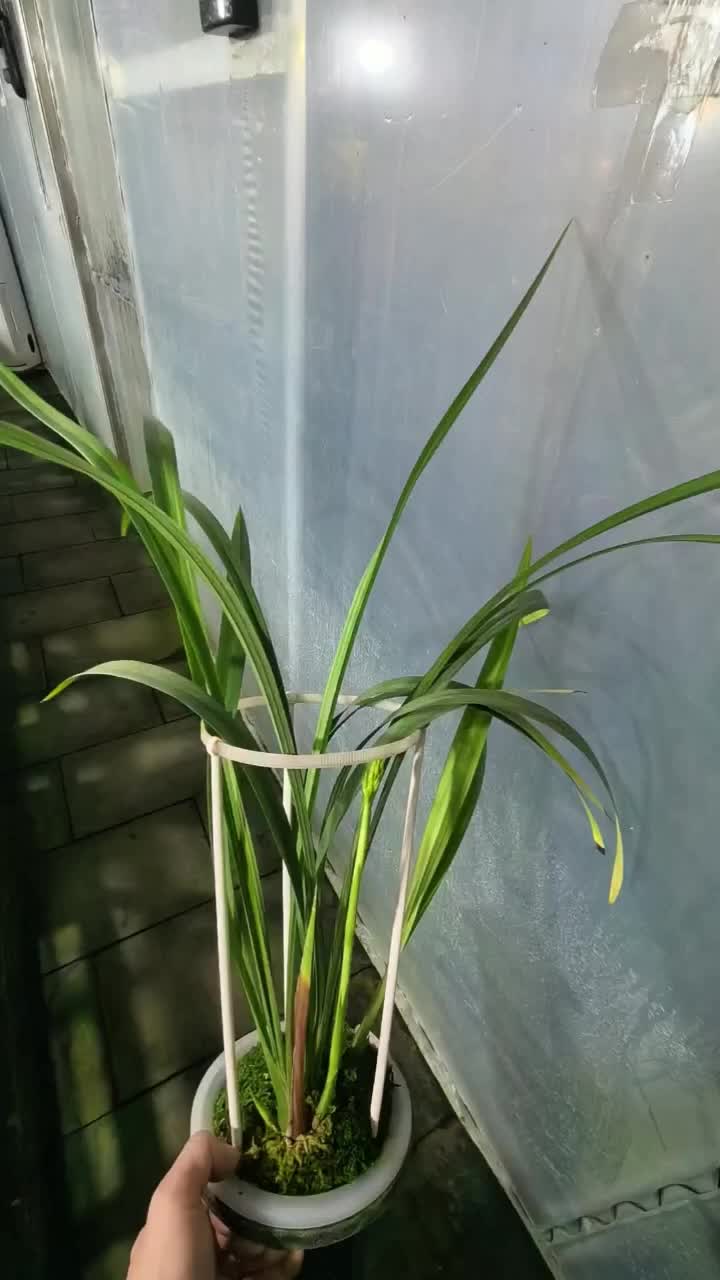 壮如牦牛的秋榜碧月又要来花咯