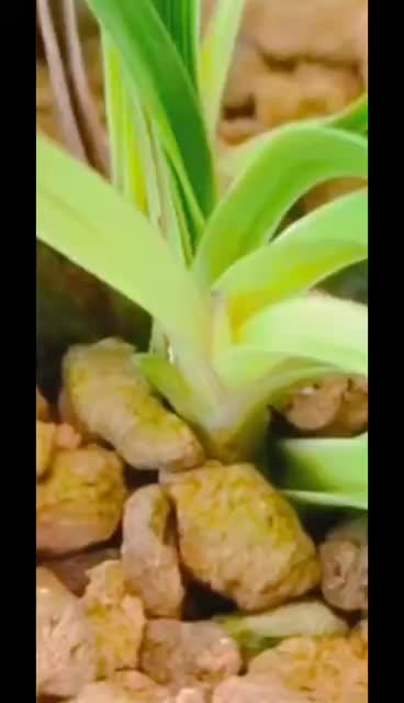 蕙兰