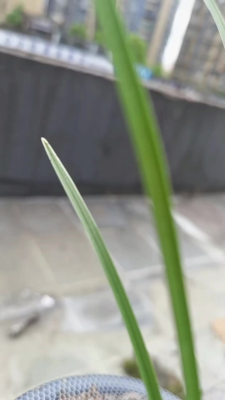 边草边花