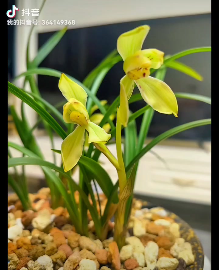 了了青山见 纷纷宿雾空