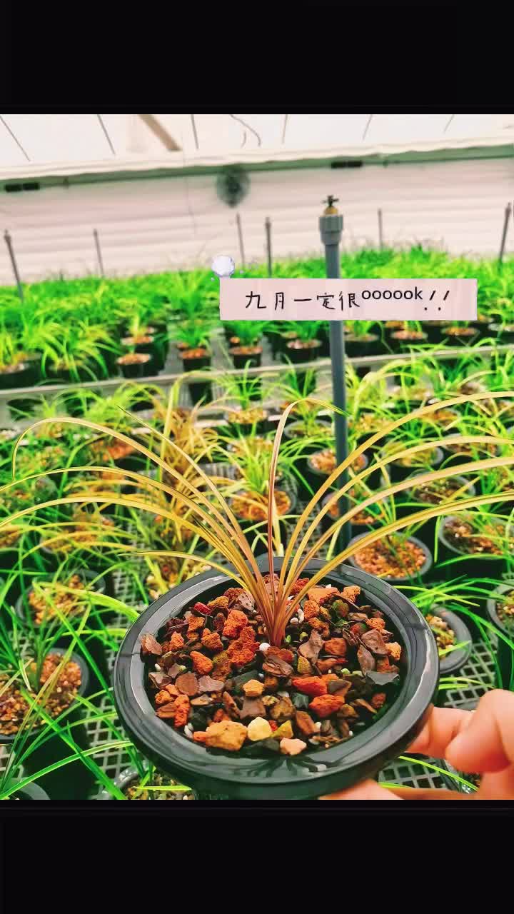 蕙兰红香妃