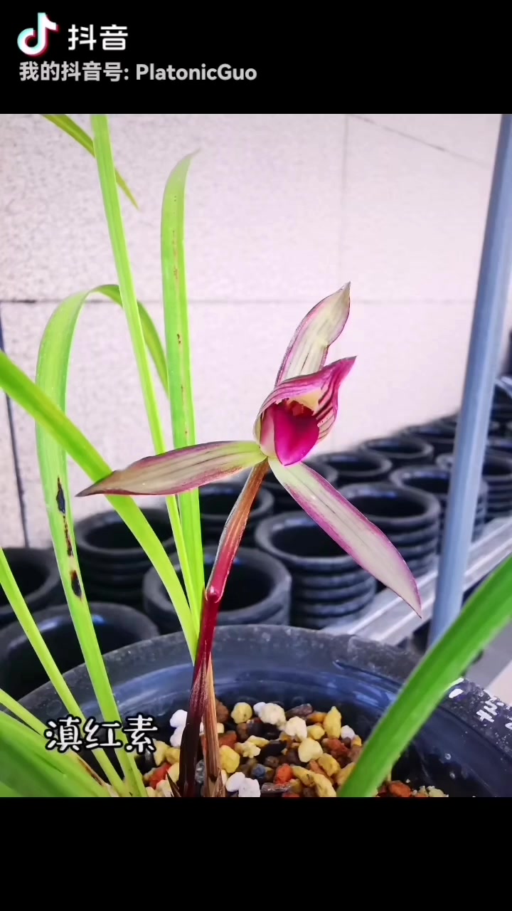 经典朵香春兰［滇红素］