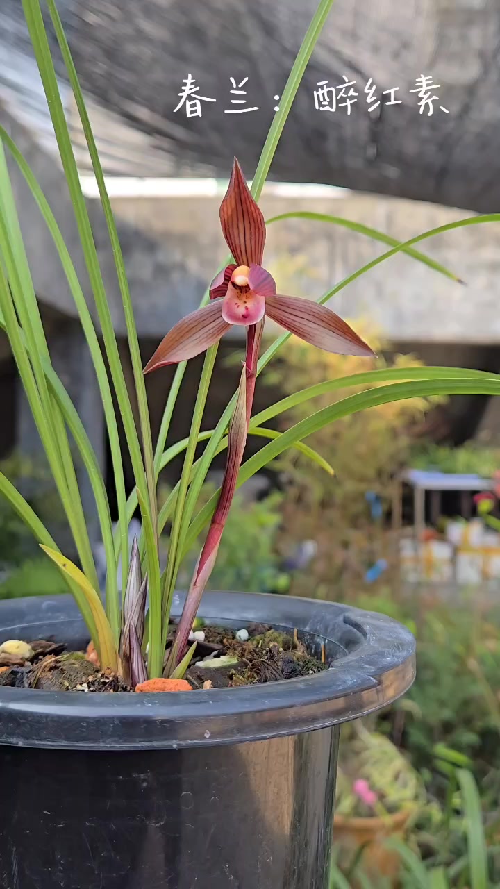 春兰：醉红素