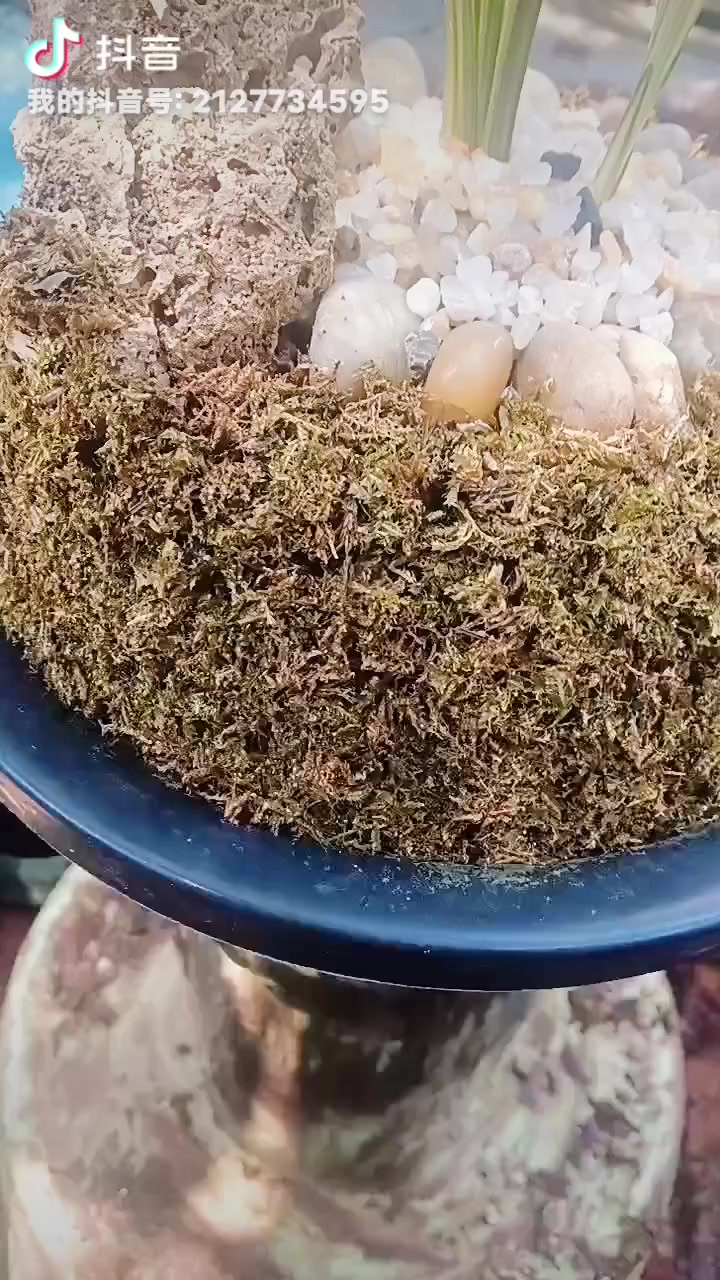 三明鱼枕