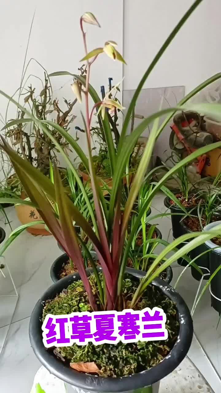 中国兰花交易网