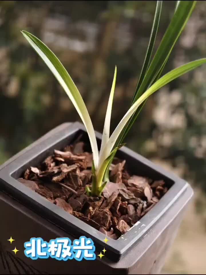 湘粤赣兰园发表的文章